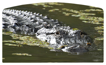 DACRO-300 Alligator